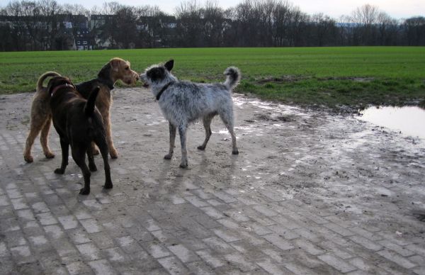 Hannes