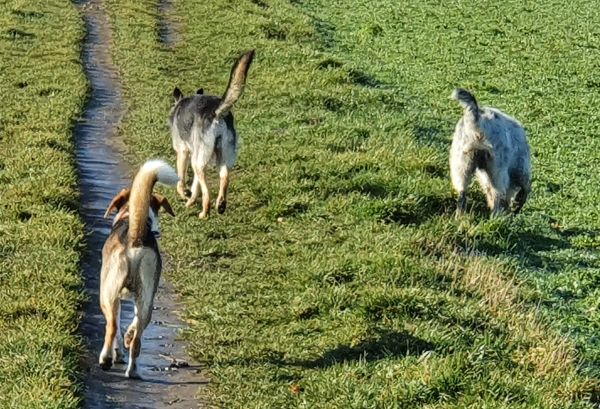 Bruno, Berta und Hannes