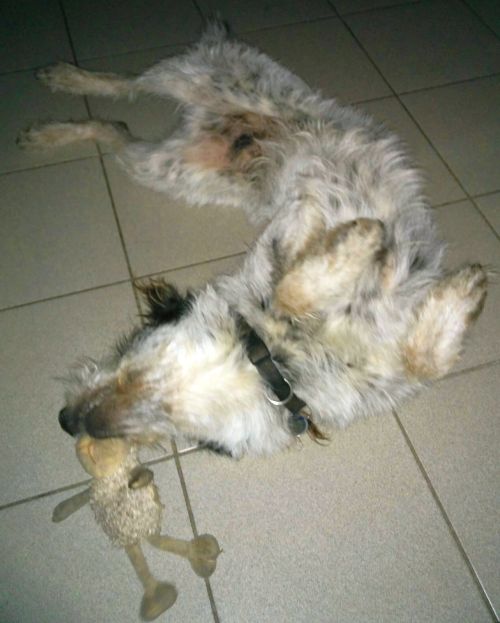 Hannes