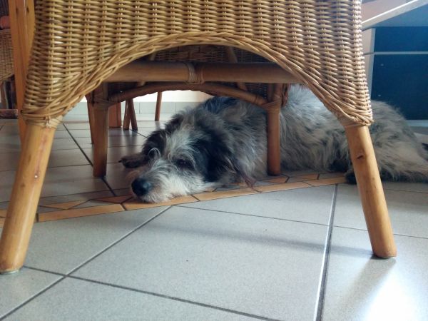 Hannes