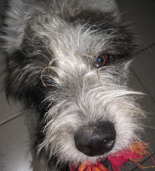 Hannes