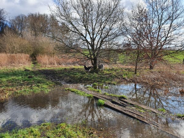 Berta, Bruno und Hannes