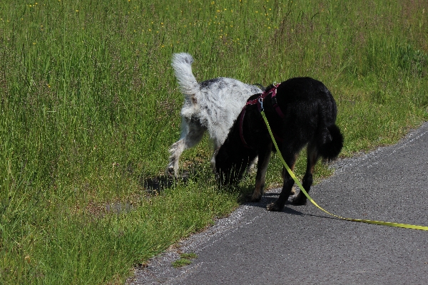 Hannes und Lula