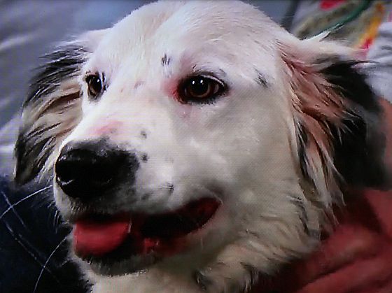 Fido