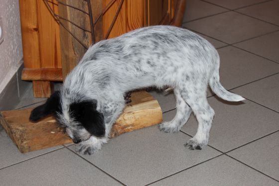 Hannes