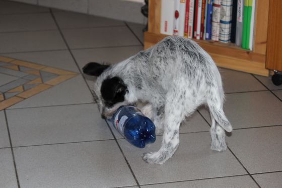 Hannes