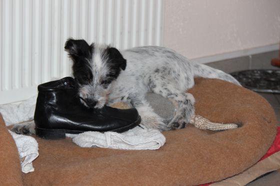 Hannes