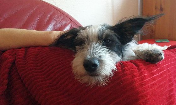 Hannes