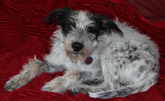 Hannes