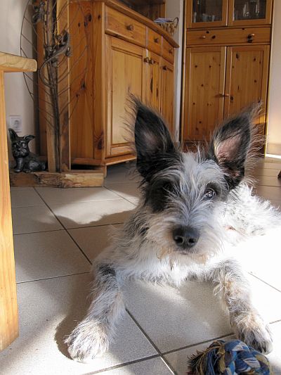 Hannes