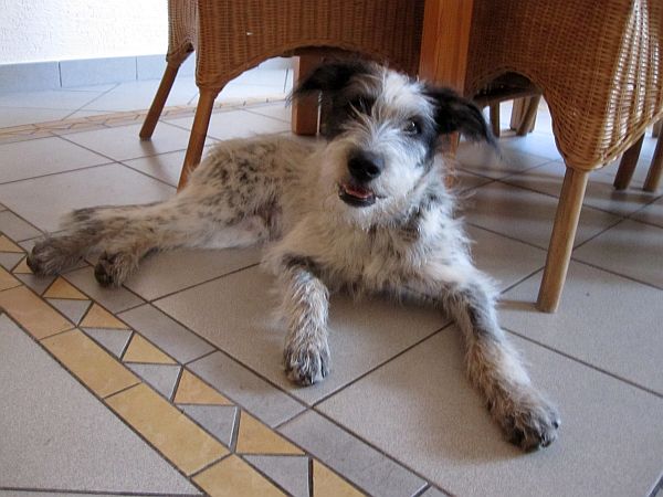 Hannes