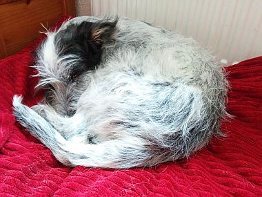 Hannes