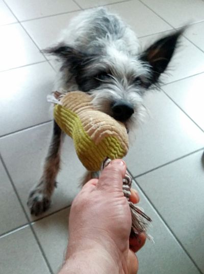 Hannes