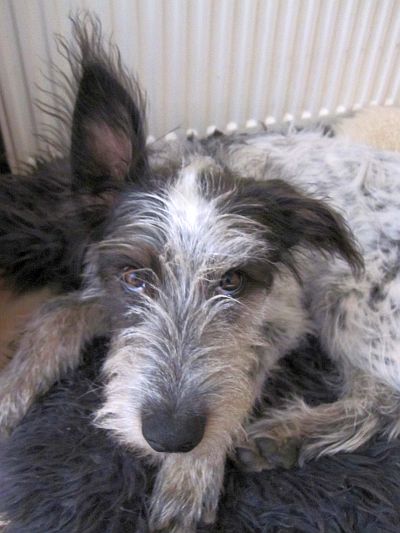 Hannes