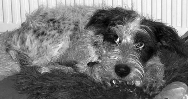 Hannes