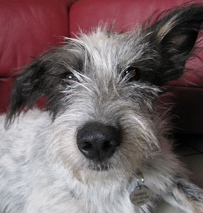 Hannes