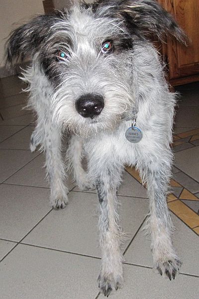 Hannes
