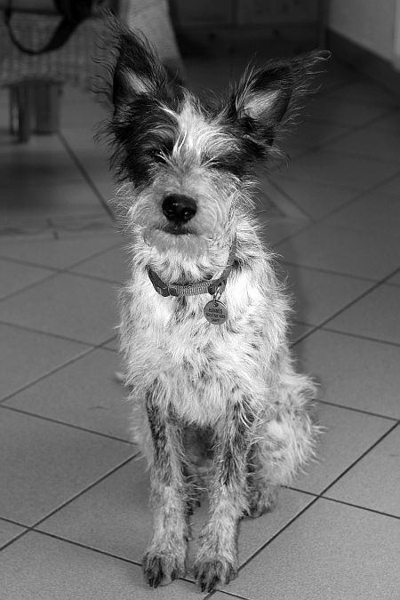 Hannes