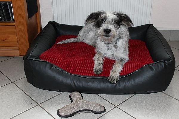 Hannes