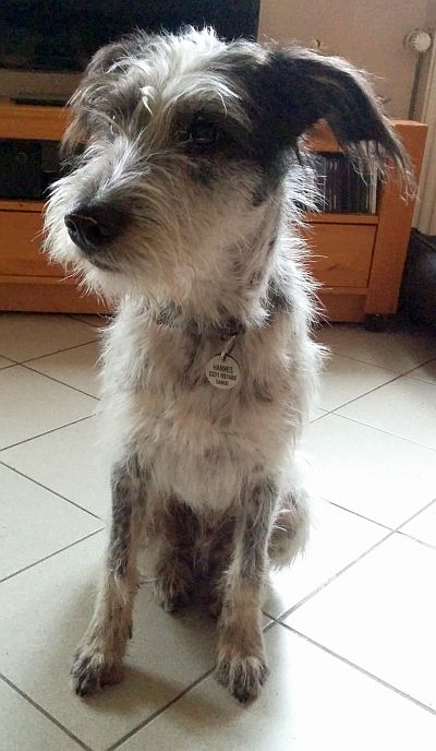 Hannes