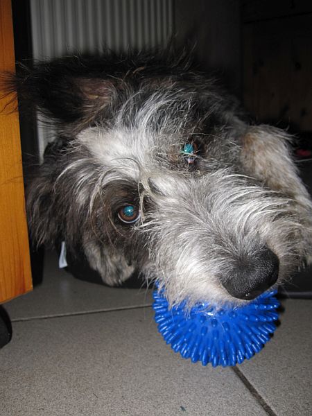 Hannes