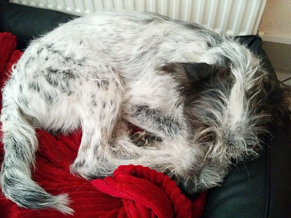 Hannes