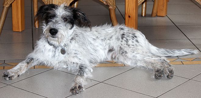 Hannes