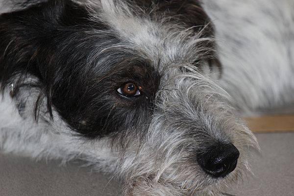 Hannes