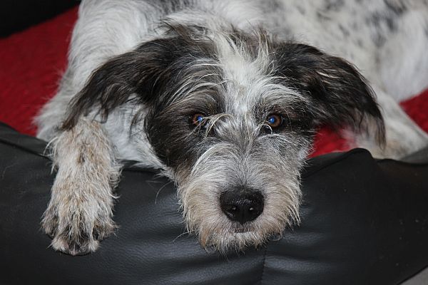 Hannes