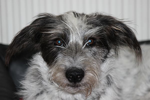 Hannes