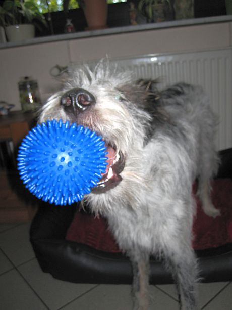 Hannes