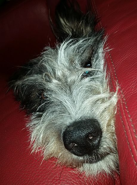 Hannes