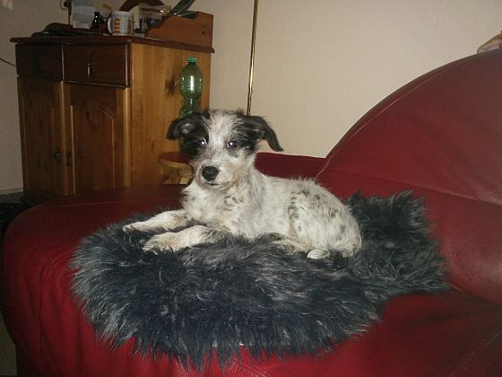 Hannes
