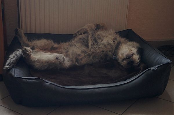 Hannes
