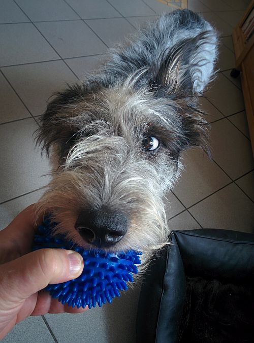 Hannes