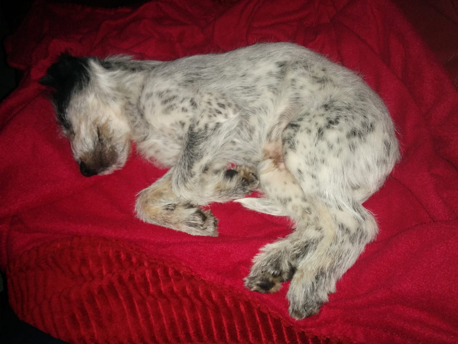 Hannes
