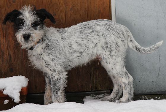 Hannes