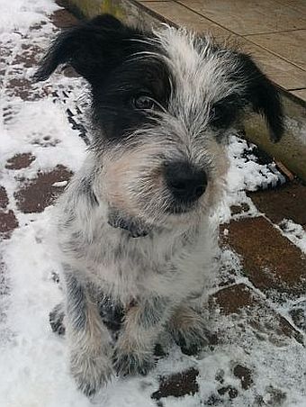 Hannes