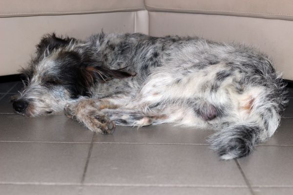 Hannes
