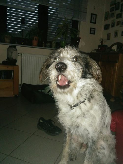 Hannes