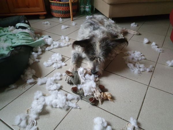 Hannes
