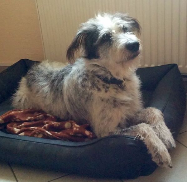 Hannes