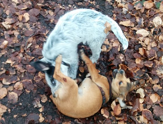 Hannes und Raik