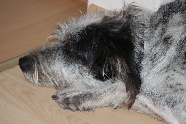 Hannes