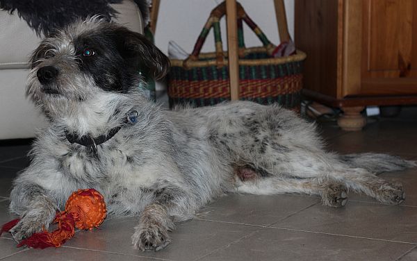Hannes