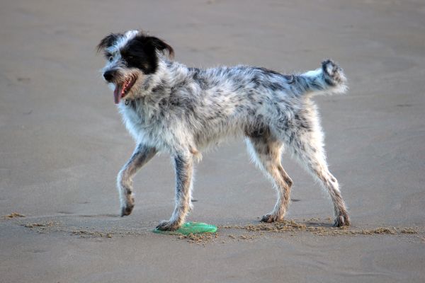 Hannes