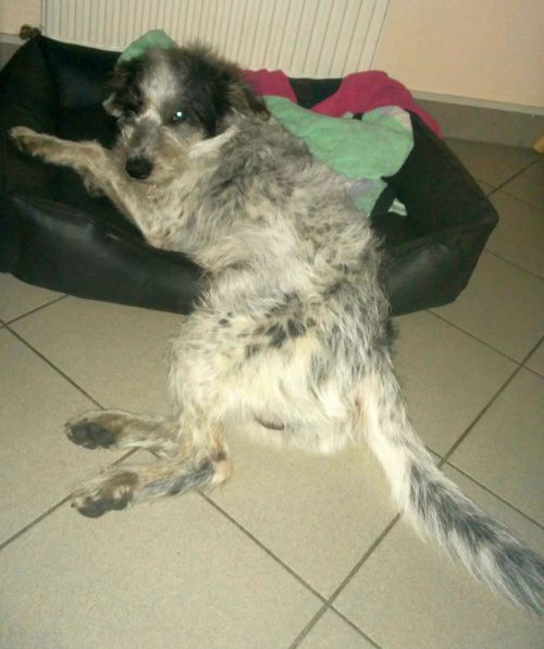 Hannes