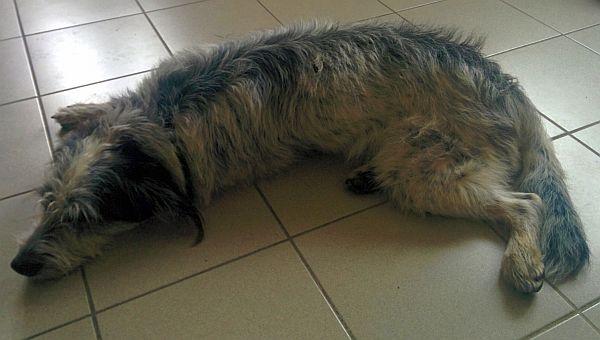 Hannes