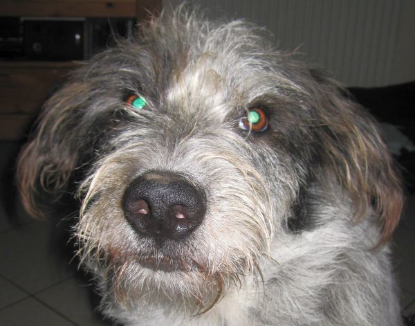 Hannes