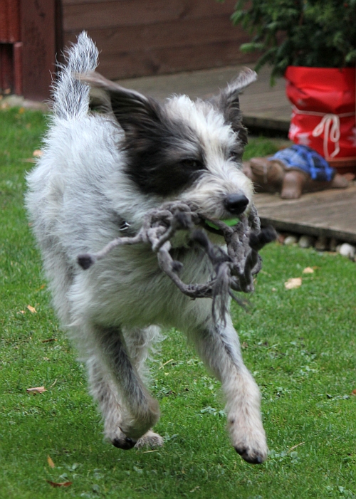 Hannes